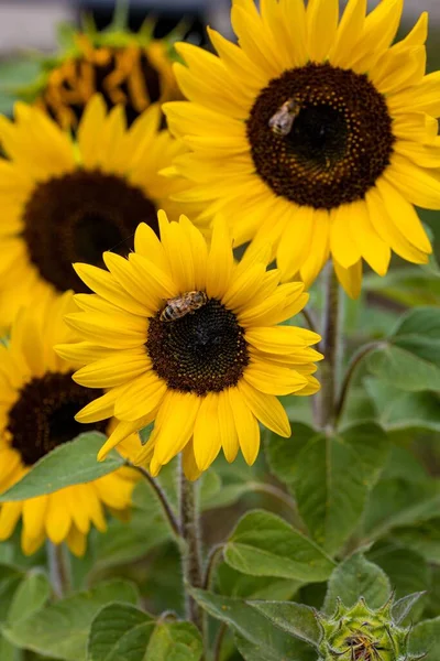 Včela Sbírající Pyl Květiny Slunečnice Helianthus Makro Fotografie — Stock fotografie
