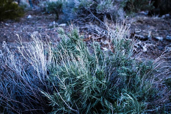 Eine Nahaufnahme Von Halb Getrocknetem Gras Das Einem Grünen Strauch — Stockfoto