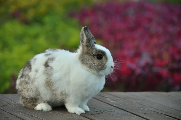 Nahaufnahme Eines Weiß Grauen Kaninchens Von Der Seite Das Auf — Stockfoto