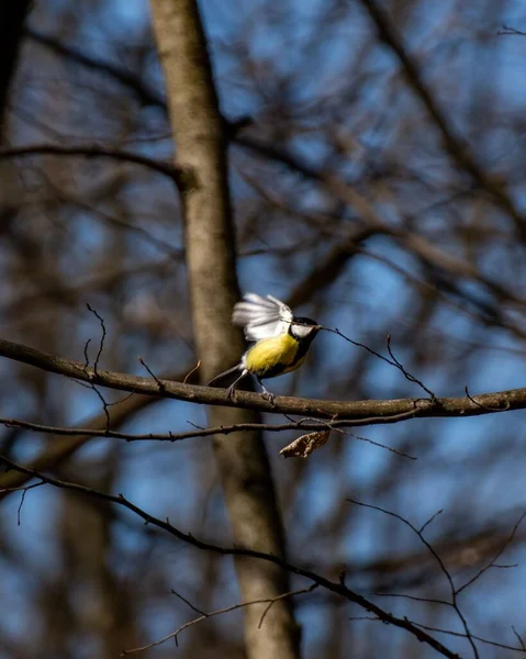 Vertical Closeup Great Tit Parus Major Taking Branch Kosice Slovakia — стоковое фото