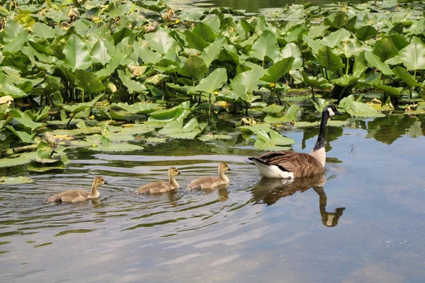 Una Madre Ganso Canadá Con Sus Goslings Nadando Estanque — Foto de Stock