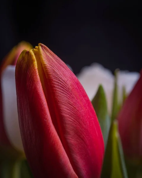 Primer Plano Tulipán Rojo Sobre Fondo Oscuro Borroso — Foto de Stock