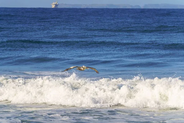 Una Splendida Vista Del Pellicano Che Libra Sul Mare Hollywood — Foto Stock