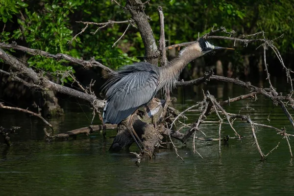 Sebuah Penutupan Yang Indah Biru Heron Berdiri Cabang Pohon Danau — Stok Foto