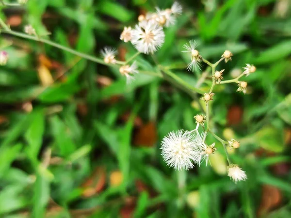 Selective Focus Shot Little Ironweed Cyanthillium Cinereum Flower Growing Green — Stock Photo, Image