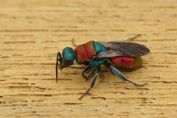 Closeup Colorful Red Blue Metallic Jewel Wasp Hedychrum Nobile Sitting — 图库照片