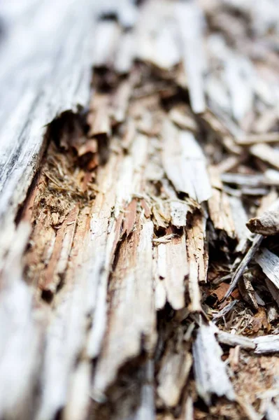 冬に公園で破損した木の丸太のクローズアップショット — ストック写真