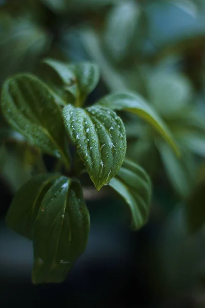 Eine Nahaufnahme Von Wachsenden Grünen Blättern Der Pflanze Isoliert Verschwommenem — Stockfoto
