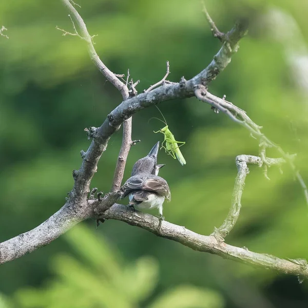 灰色タイランチョウ グアドループ 枝にバッタを食べる鳥 — ストック写真