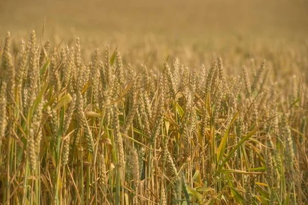 Der Goldene Weizen Auf Dem Feld Wiegt Sich Wind — Stockfoto