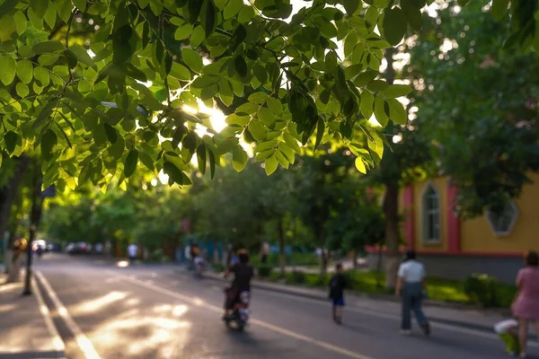 Closeup Shot Tree Leaves Sunlight Glowing Blurred Background People Walking — Stock Photo, Image