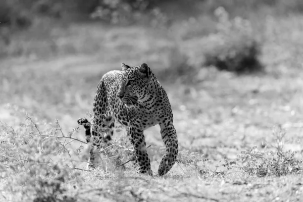 Серый Снимок Дикого Шри Ланкийского Леопарда Охотящегося Добычей Пустыне — стоковое фото