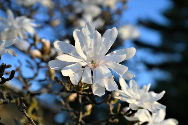 Gros Plan Fleurs Magnolia Blanc Fleurs Sur Une Branche — Photo