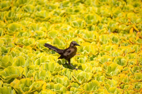 Primer Plano Pajarito Marrón Posado Ensaladas —  Fotos de Stock