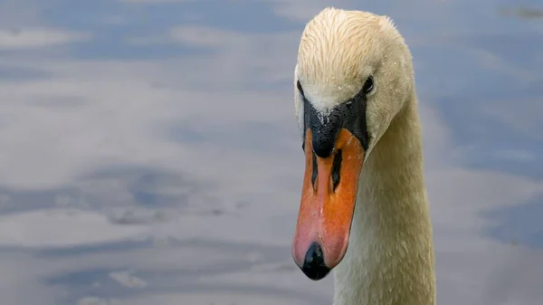 Közelkép Egy Úszó Hattyú Arcáról Víz Háttérben — Stock Fotó