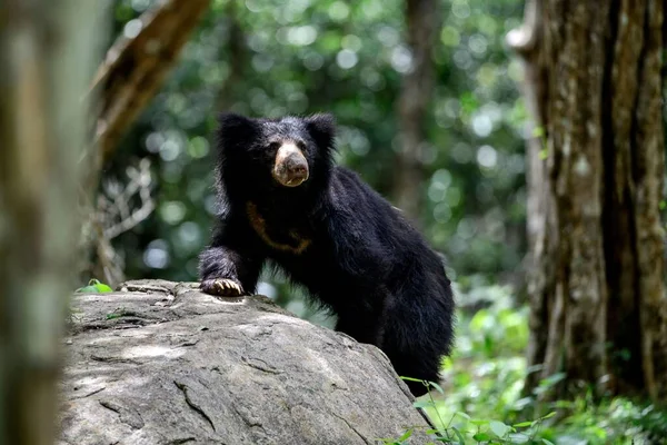 Ein Schwarzer Sonnenbär Auf Einem Felsen Wald — Stockfoto