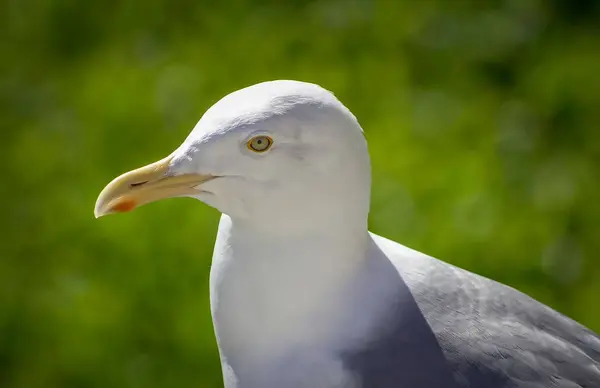 Seagull Κάθεται Στο Γρασίδι Ψάχνει Για Φαγητό — Φωτογραφία Αρχείου
