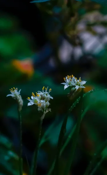 Eine Vertikale Aufnahme Blühender Blumen Isoliert Unscharfen Hintergrund — Stockfoto