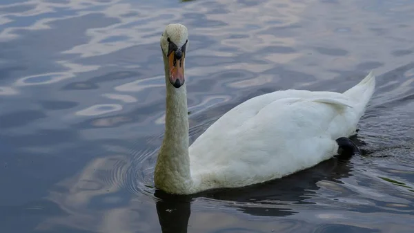 Белый Лебедь Наслаждающийся Озером — стоковое фото