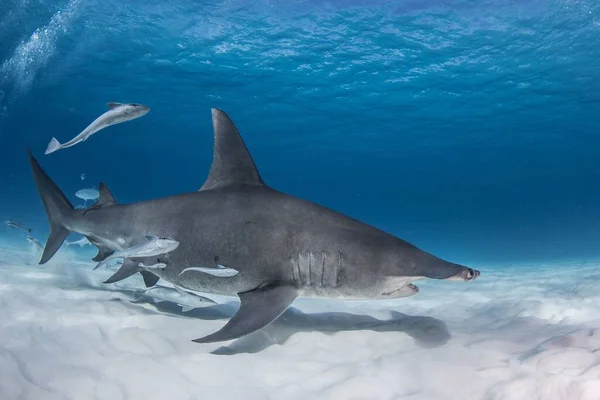 Ein Hai Schwimmt Und Sucht Unter Wasser Nach Nahrung — Stockfoto