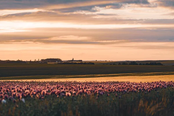 Eine Atemberaubende Landschaft Mit Bunten Blumenfeldern Der Landschaft Bei Sonnenuntergang — Stockfoto