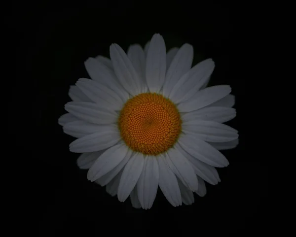 Eine Draufsicht Auf Eine Gewöhnliche Gänseblümchenblume Mit Dunklem Hintergrund — Stockfoto
