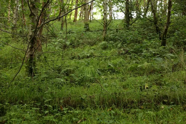 Une Vue Sur Forêt Mousseuse Avec Une Partie Barbelée Surélevée — Photo
