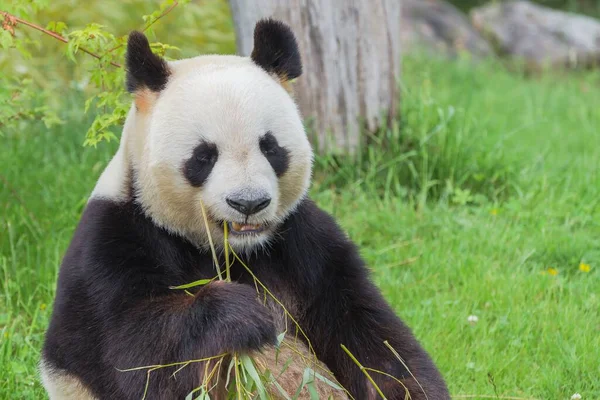 Genç Dev Panda Çimenlerde Bambu Yiyor Portre — Stok fotoğraf