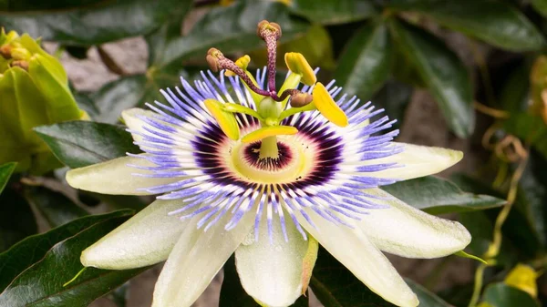 Close Bluecrown Passionflower Brilhando Entre Outras Plantas Luz Solar — Fotografia de Stock