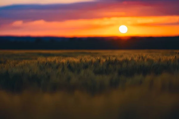 Scena Panoramica Campo Grano Sole Durante Tramonto — Foto Stock