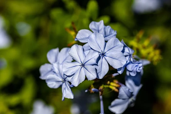 Closeup Blooming Blue Flowers Isolated Green Nature Background — Stock Photo, Image