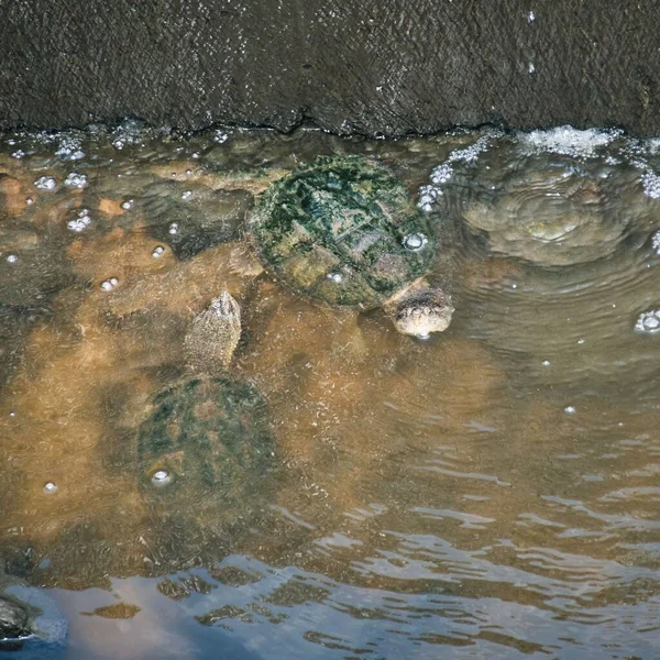 Snapping Turtles Vid Olathe Community Center Kansas — Stockfoto