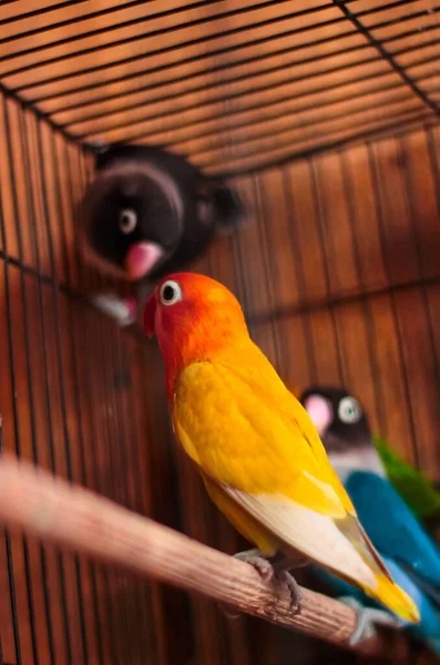 Vertikální Záběr Fischerových Milovaných Papoušků Sedících Dřevě Kleci — Stock fotografie