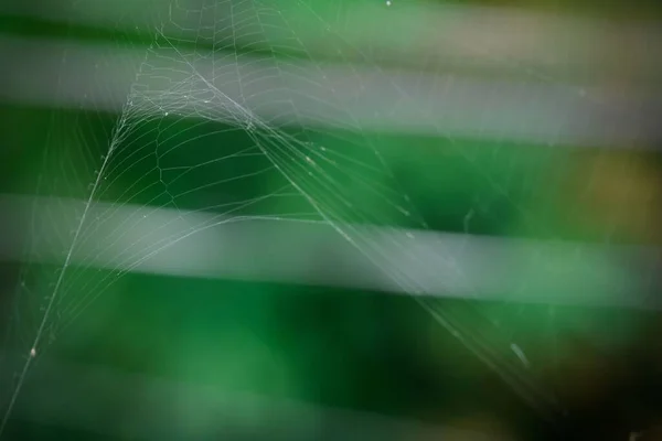 Nahaufnahme Eines Spinnennetzes Auf Grünem Verschwommenem Hintergrund — Stockfoto