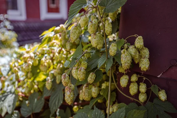 Eine Nahaufnahme Von Hopfen Der Tagsüber Einer Wand Wächst — Stockfoto