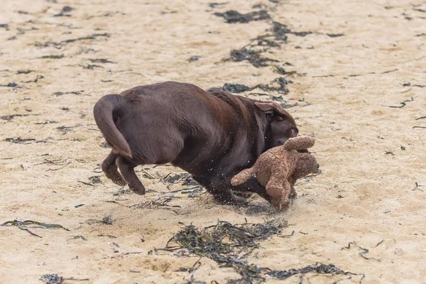 Bir Oyuncak Ayı Ile Çalışan Çikolata Köpek Yavrusu Oynayan Köpek — Stok fotoğraf