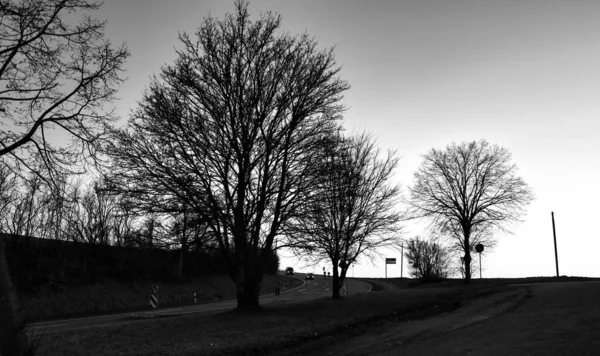 Черно Белый Кадр Высоких Деревьев Вдоль Дороги Против Солнечного Неба — стоковое фото