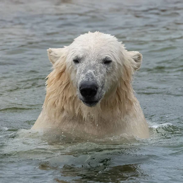 Μια Λευκή Πολική Αρκούδα Στο Κρύο Νερό Αστείο Πορτραίτο — Φωτογραφία Αρχείου