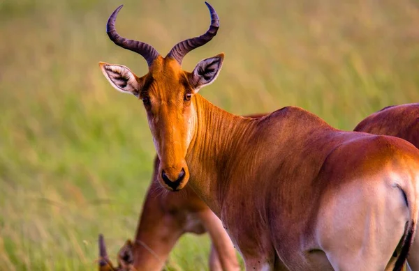 Снимок Антилопы Крупным Планом — стоковое фото