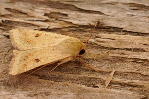 在棉铃虫蛾上的详细特写 Helicoverpa Armigera 坐在木头上 — 图库照片