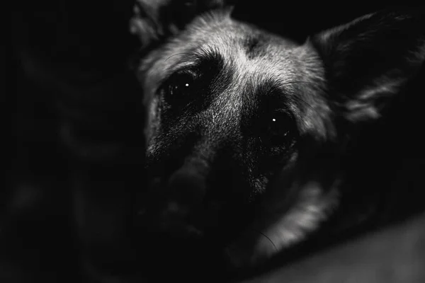 Een Grijswaarden Close Shot Van Een Duitse Herder Hond Staren — Stockfoto