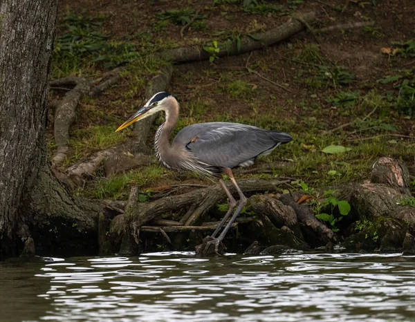 Great Blue Heron Standing Shore Water Forest — Stock Photo, Image