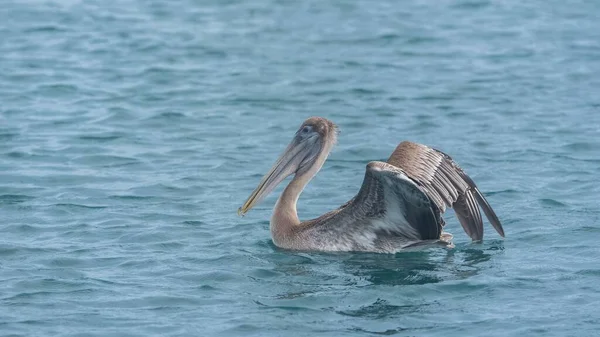 Pélican Oiseau Atterrissage Baignade Surface Eau Guadeloupe — Photo