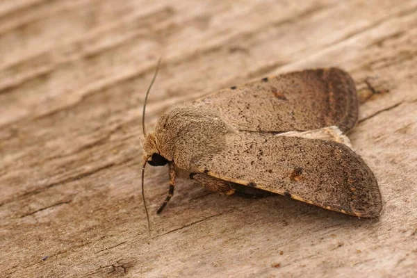 Detailed Closeup Pale Mottled Willow Moth Caradrina Clavipalpis Sitting Wood — Fotografia de Stock