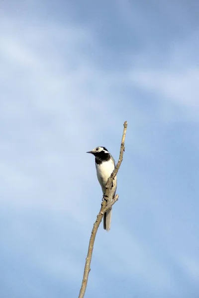 Птица Высокой Палочке — стоковое фото