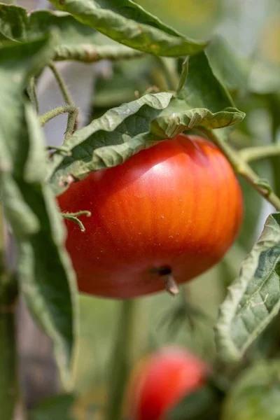 Φρέσκες Φυσικές Βιολογικές Κόκκινες Και Πράσινες Ντομάτες Στους Θάμνους Που — Φωτογραφία Αρχείου