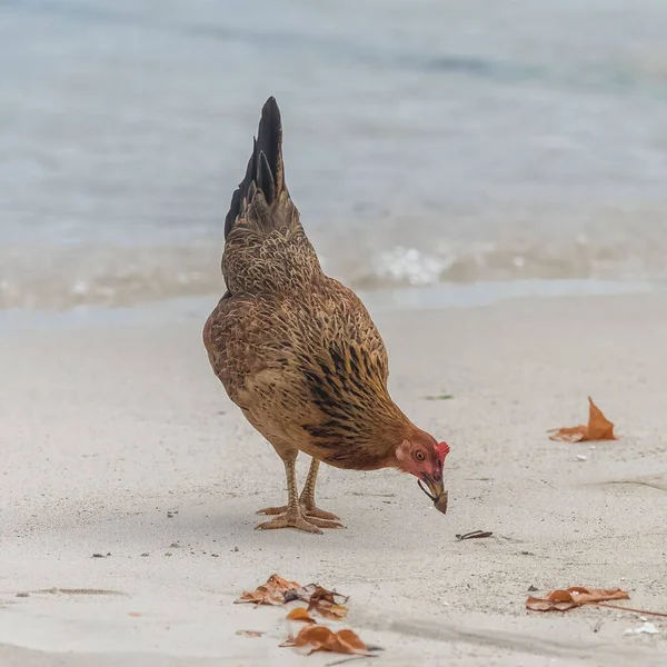 Chicken Hen Walking Sandy Beach Guadeloupe — Stock Photo, Image