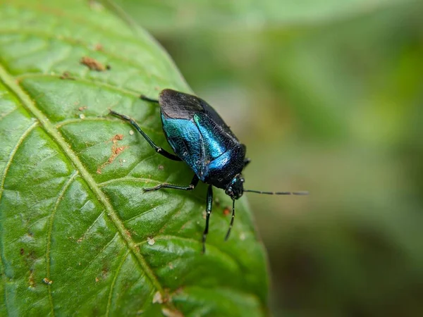 Primer Plano Gran Insecto Verde Una Hoja — Foto de Stock