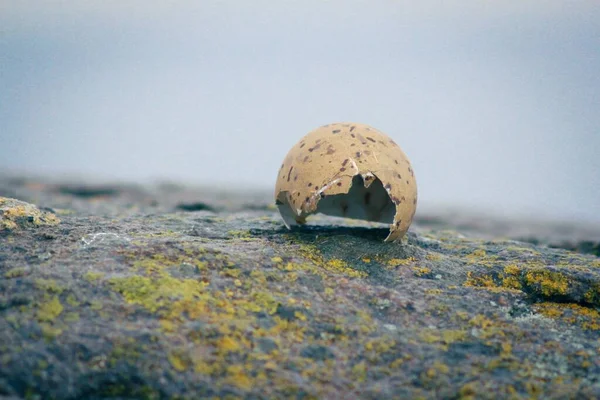 Seagul Broken Eggshell Rock — ストック写真