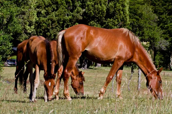 Kahverengi Atlar Çayırda Gün Işığının Tadını Çıkarıyor — Stok fotoğraf